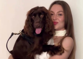 Barney, il cocker che fa innamorare il web con sguardo e simpatia