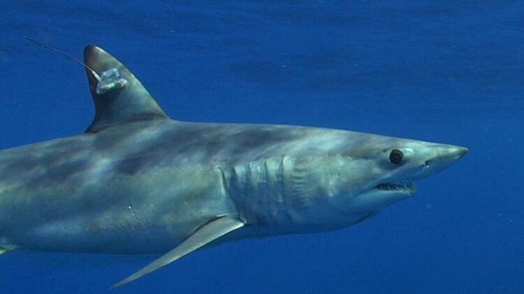 Un grosso squalo attacca un motoscafo a Gallipoli, paura per i pescatori